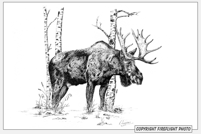 Moose Pen and Ink