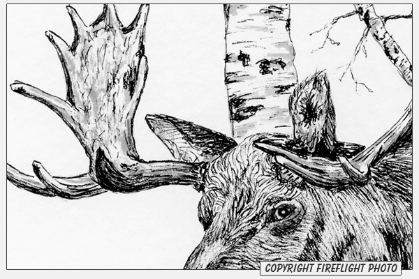 Moose Ink Drawing Detail