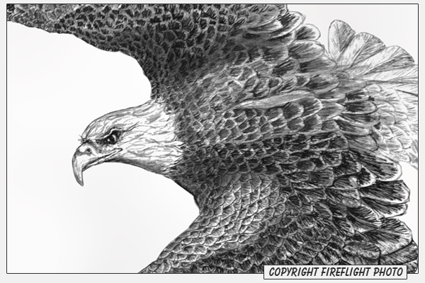 Bald Eagle Pen and Ink Drawing Detail