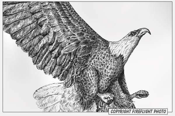 Bald Eagle Ink Drawing Detail