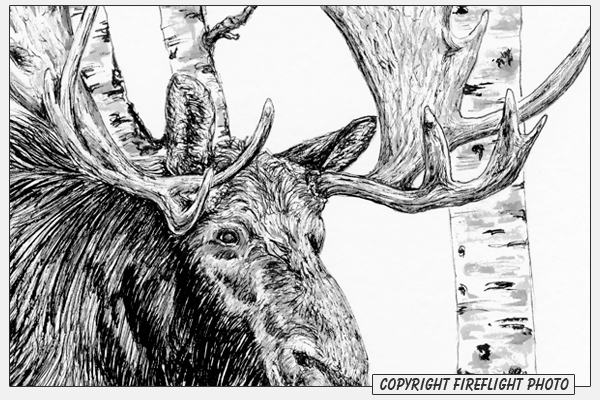 Bull Moose Pen and Ink Drawing Detail