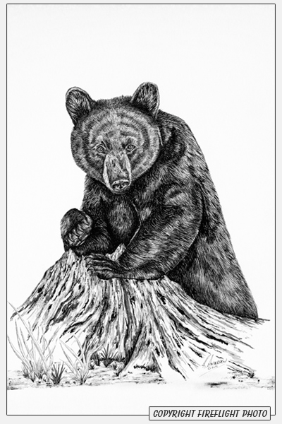 Black Bear Pen and Ink