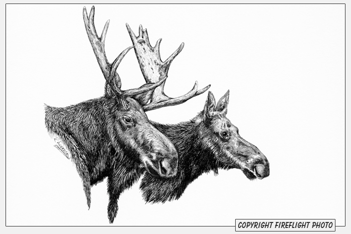 Bull and Cow Moose Pen and Ink