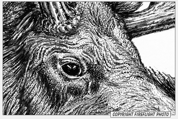 Bull Moose Pen and Ink Drawing Detail