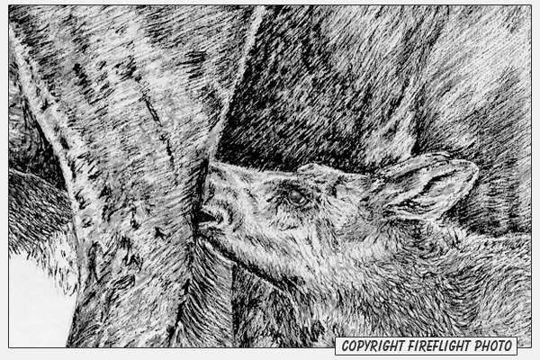 Moose Calf Ink Drawing Detail