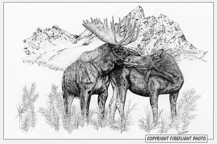 Moose Love Pen and Ink