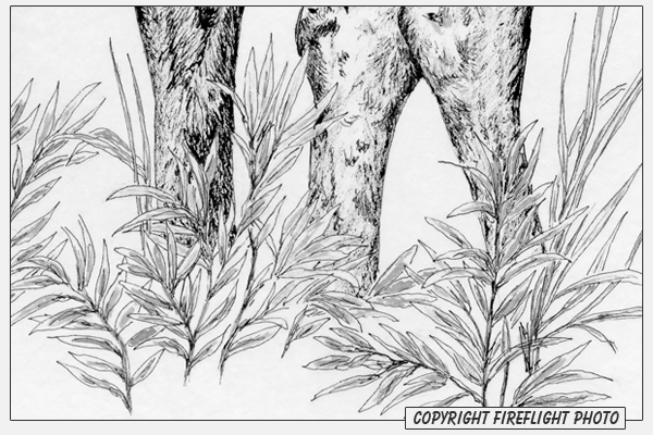 Grass Ink Drawing Detail