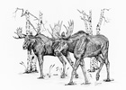 Bull Moose Pen and Ink Drawing
