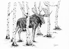 Bull Moose and Birches Pen and Ink Drawing