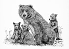 Grizzly Bear and Cubs Pen and Ink Drawing