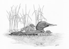 Loon and Babies Pen and Ink Drawing