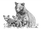 Black Bear and 3 Cubs Pen and Ink Drawing