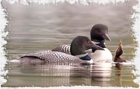 Photo Loons Feeding Baby