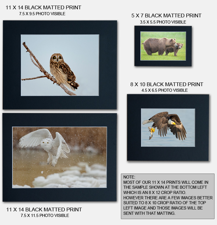 Matted Print Comparison Chart