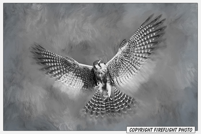 Aplomado Falcon Painting