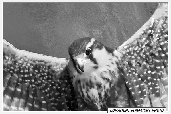 Aplomado Falcon Painting Detail