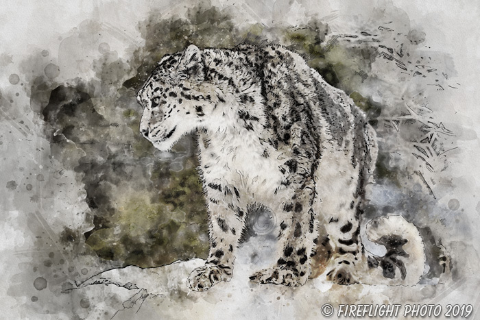 Wildlife;art;artwork;painting;drawing;Corel Painter;cat;leopard;snow;snow leopard;color;colour