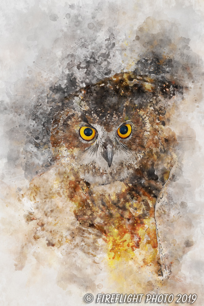 Wildlife;art;artwork;painting;drawing;Corel Painter;owl;eagle owl;eurasian;color;colour