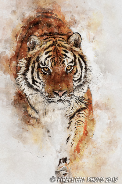 Wildlife;art;artwork;painting;drawing;Corel Painter;cat;tiger;siberian tiger;tiger;color;colour
