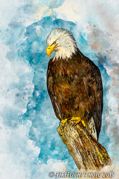 Wildlife;art;artwork;painting;drawing;Corel Painter;raptor;eagle;bald eagle;stump;color;colour