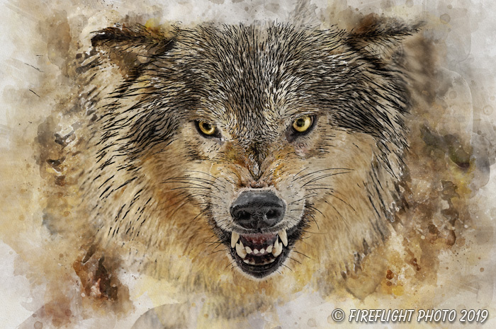 Wildlife;art;artwork;painting;drawing;Corel Painter;wolf;timber wolf;gray wolf;color;colour