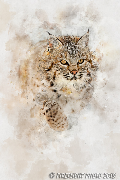 Wildlife;art;artwork;painting;drawing;Corel Painter;cat;bobcat;snow;color;colour