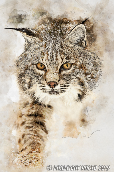 Wildlife;art;artwork;painting;drawing;Corel Painter;cat;bobcat;snow;color;colour