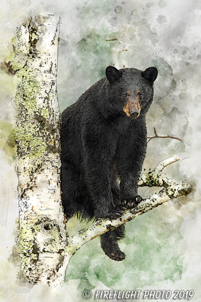 Wildlife;art;artwork;painting;drawing;Corel Painter;bear;black bear;tree;birch tree;color;colour