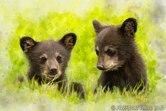Wildlife;art;artwork;painting;drawing;Corel Painter;bear;black bear;cubs;grass;color;colour