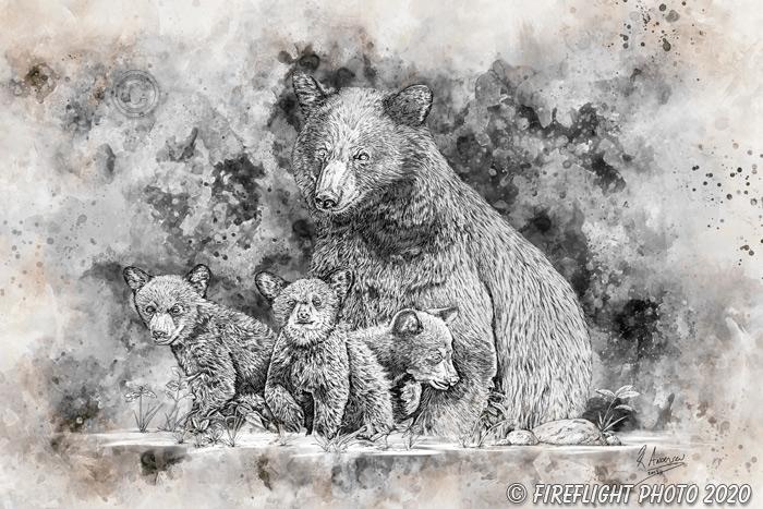 Wildlife;art;artwork;Pen and ink;ink;drawing;Bear;Black Bear;cub;cubs;painting;NH