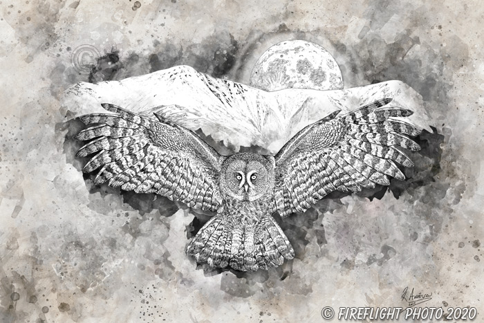 Wildlife; art; artwork; Pen and ink; ink; drawing; Painting; Owl; Great Gray; Great Grey