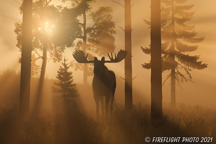 Wildlife;art;artwork;painting;drawing;Corel Painter;Moose;Bull Moose;God Rays;Crepuscular Rays;color;colour