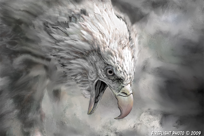 Wildlife;art;artwork;painting;bald eagle;raptor;drawing