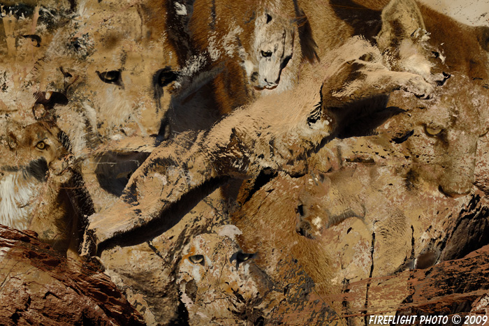 Wildlife;Cougar;Mountain Lion;Art;Artwork;Wild Cat;Feline;Moab;UTAH