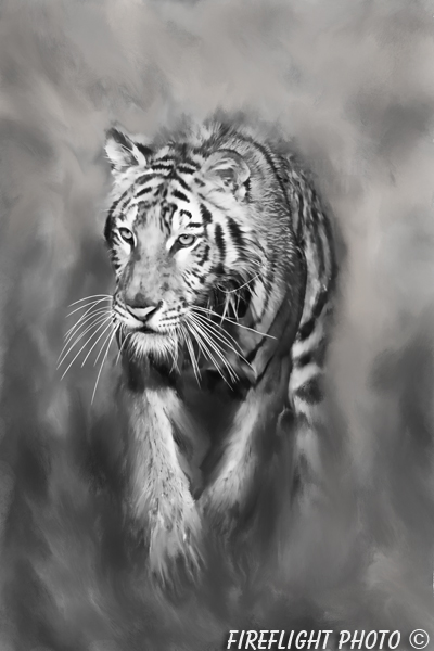 Wildlife;art;artwork;painting;drawing;Tiger;Siberian;Siberian Tiger;Corel Painter