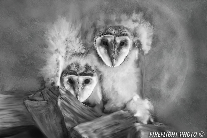 Wildlife;art;artwork;painting;drawing;Owl;Barn Owl;Baby Owl;Corel Painter