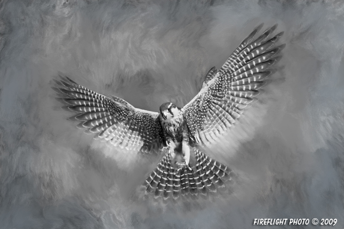 Wildlife;art;artwork;painting;drawing;Falcon;Aplomado Falcon;Raptor;Painter