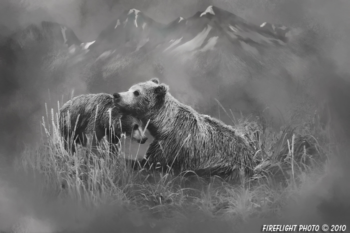 Wildlife;art;artwork;painting;drawing;Grizzly Bear;Katmai Bear;Bear;Coastal Brown Bear;Cub;Corel Painter