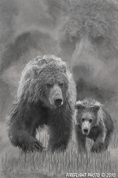 Wildlife;art;artwork;painting;drawing;Katmai Bear;Grizzly Bear;Coastal Brown Bear;Corel Painter