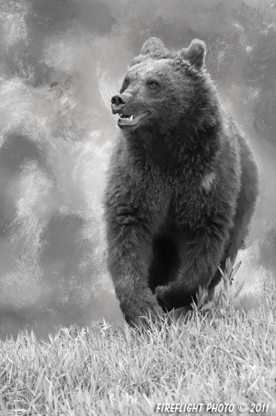 Wildlife;art;artwork;painting;drawing;Grizzly Bear;Corel Painter