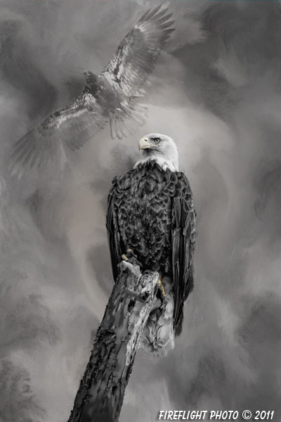 Wildlife;art;artwork;painting;drawing;Bald Eagle;Raptor;Eagle;Corel Painter