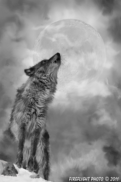 Wildlife;art;artwork;painting;drawing;Wolf;Timberwolf;Moon;Corel Painter