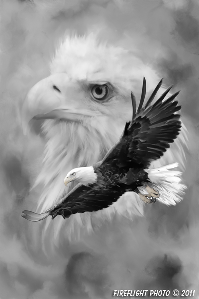 Wildlife;art;artwork;painting;drawing;Bald Eagle;Raptor;Eagle;Corel Painter