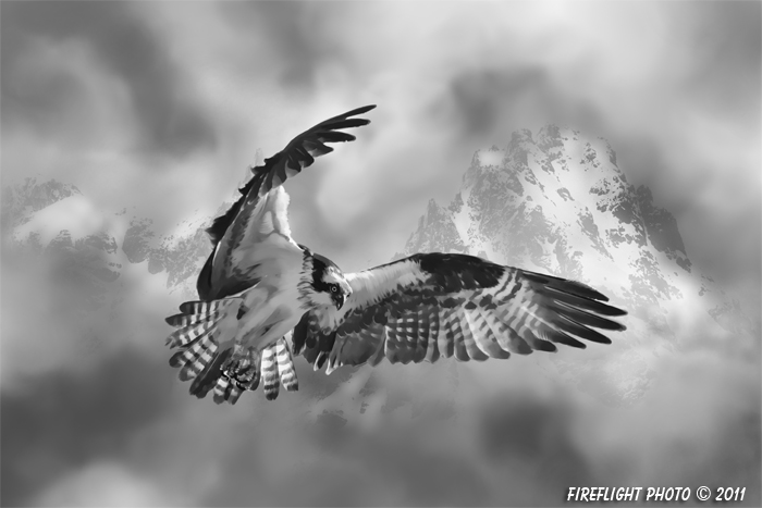 Wildlife;art;artwork;painting;drawing;Osprey;Raptor;Corel Painter