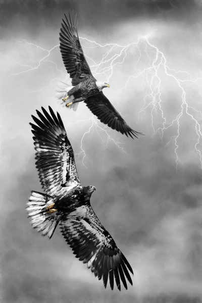 Wildlife;art;artwork;painting;drawing;Bald Eagle;Raptor;Eagle;Corel Painter