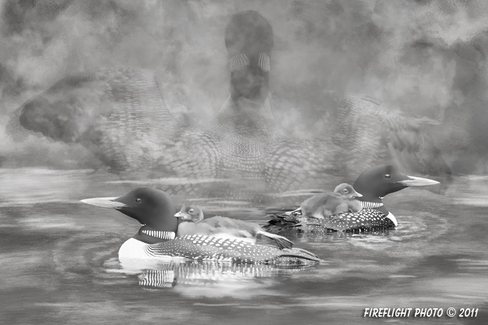 Wildlife;art;artwork;painting;drawing;Corel Painter;Common loon;loon;Gavia immer;Baby