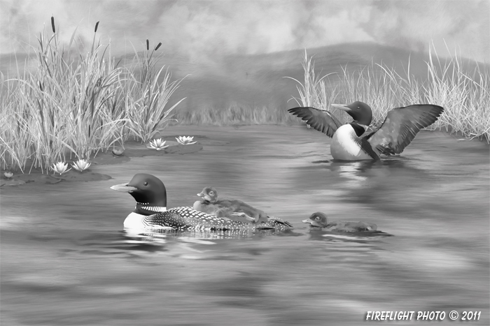 Wildlife;art;artwork;painting;drawing;Corel Painter;Water Lily;Grass;Common loon;loon;Gavia immer;Baby