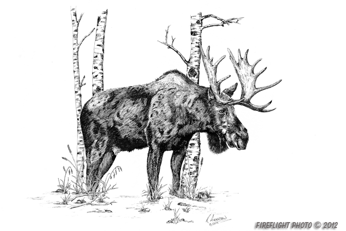 wildlife;moose;birch trees;Art;Artwork Drawing;ink