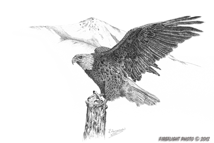 wildlife;Eagle;Bald Eagle;Art;Artwork Drawing;Ink Drawing
