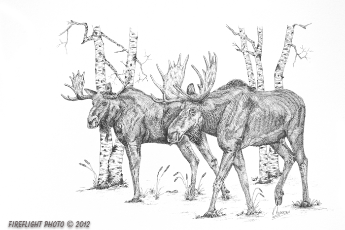 wildlife;Moose;Bull Moose;Birch Trees;Ink;Ink Drawing;Art;Artwork Drawing;Drawing